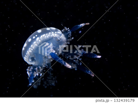 Marbled Jellyfish, aquatic animals in the sea 132439179