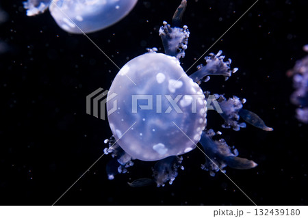 Marbled Jellyfish, aquatic animals in the sea 132439180