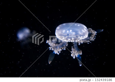 Marbled Jellyfish, aquatic animals in the sea 132439186