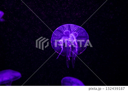 Moon jellyfish, aquatic animals in the sea Moon jellyfish, aquatic animals in the sea 132439187
