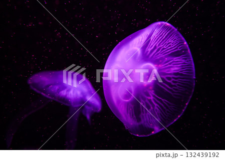 Moon jellyfish, aquatic animals in the sea 132439192