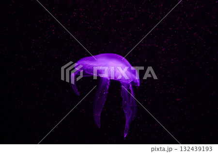 Moon jellyfish, aquatic animals in the sea Moon jellyfish, aquatic animals in the sea 132439193
