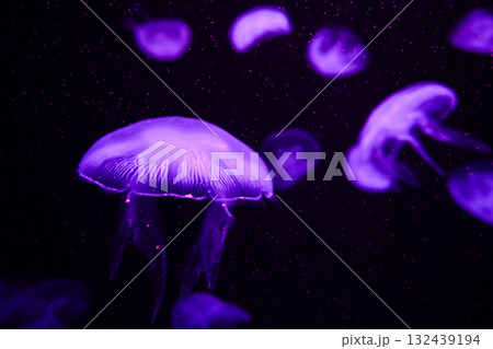 Moon jellyfish, aquatic animals in the sea 132439194