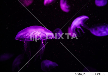 Moon jellyfish, aquatic animals in the sea Moon jellyfish, aquatic animals in the sea 132439195