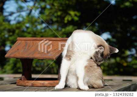 身繕いをするサクラネコ 132439282