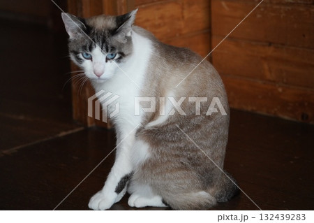 青い瞳のサクラネコ 青い瞳のサクラネコ 132439283