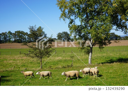 羊の行進 羊の行進 132439290