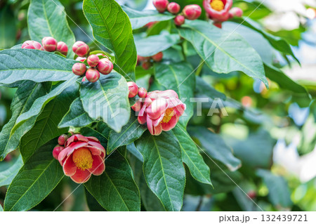 ハイドゥンツバキのピンクの花 132439721