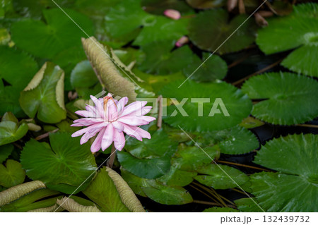 ピンクのスイレン ピンクのスイレン 132439732