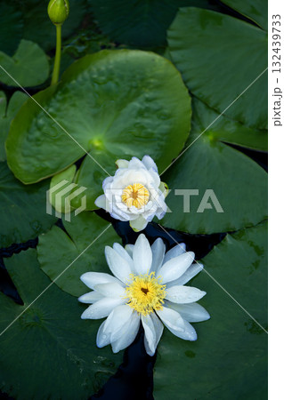 白いのスイレン 白いのスイレン 132439733