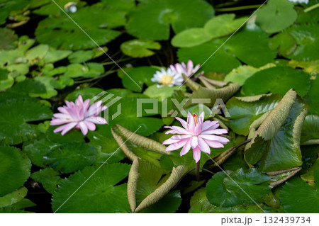 ピンクのスイレン 132439734