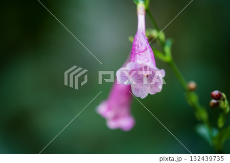 ストロビランテス・ハミルトニアナ 132439735