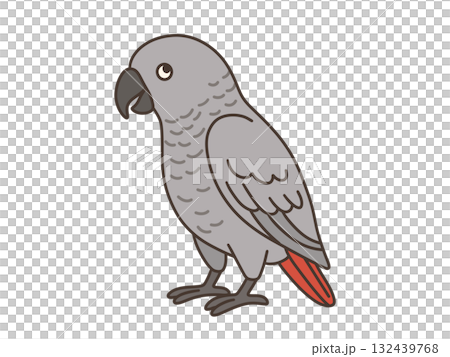 Simple illustration of a African grey parrot Simple illustration of a African grey parrot 132439768