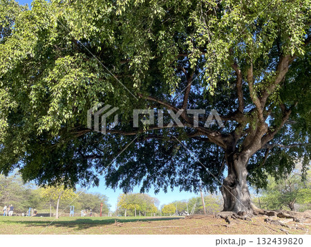 木陰のやすらぎ 132439820