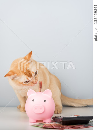 Burmese cat with piggy bank, calculator and money on minimalist background Burmese cat with piggy bank, calculator and money on minimalist background 132439841
