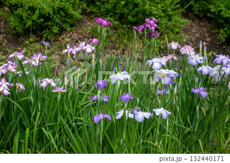 菖蒲が咲く初夏の風景 菖蒲が咲く初夏の風景 132440171