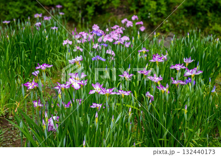 菖蒲が咲く初夏の風景 菖蒲が咲く初夏の風景 132440173
