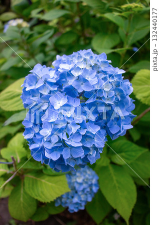 アジサイのクローズアップ 132440177