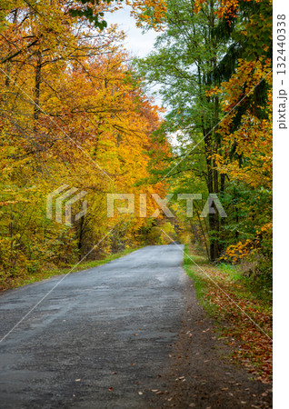 Asphalt road winding through a forest with trees in beautiful autumn colors of red, orange, and yellow, creating a peaceful seasonal landscape. 132440338