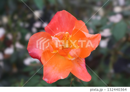 薔薇 プリンセスミチコ 薔薇 プリンセスミチコ 132440364