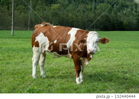 Portrait of a beautiful alpine cow on a green meadow near the forest Portrait of a beautiful alpine cow on a green meadow near the forest 132440444