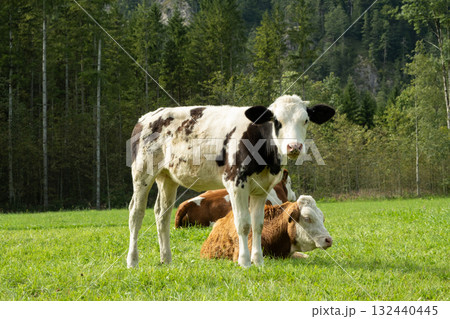 Brown and White Cows Grazing in Idyllic Countryside Landscape 132440445