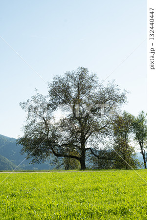 Vibrant Tree with Fresh Foliage and Alpine Scenery Vibrant Tree with Fresh Foliage and Alpine Scenery 132440447