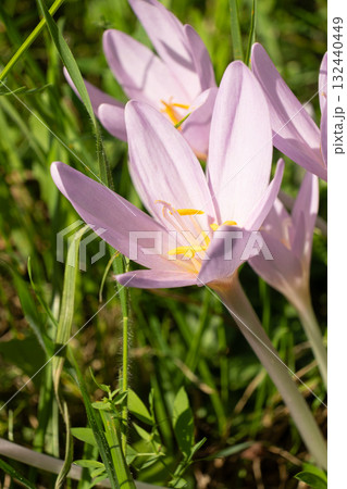 Colchicum alpinum Flower in Alpine Meadow 132440449