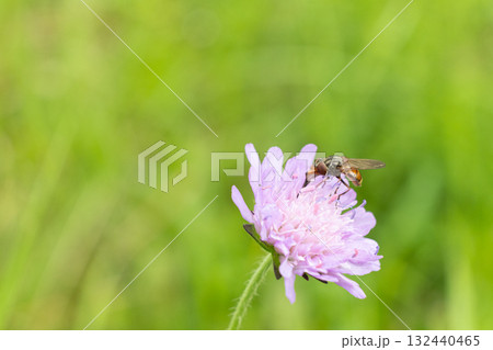 Alpine Fly Pollinates a Wild Mountain Flower in Summer Alpine Fly Pollinates a Wild Mountain Flower in Summer 132440465