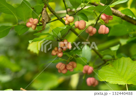 Colorful Euonymus Berries on Branches in Autumn Forest Colorful Euonymus Berries on Branches in Autumn Forest 132440488