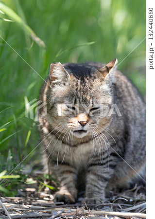 茂みの中の野良猫 茂みの中の野良猫 132440680