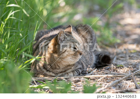 茂みの中の野良猫 132440683