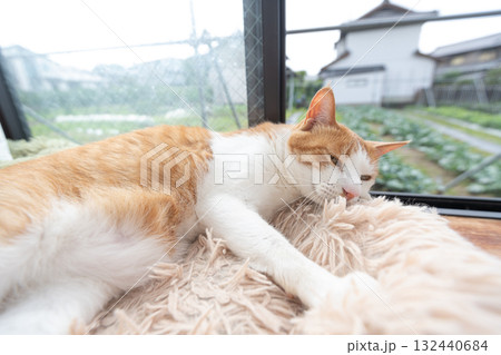 窓辺でくつろぐ猫 茶トラ白 窓辺でくつろぐ猫 茶トラ白 132440684