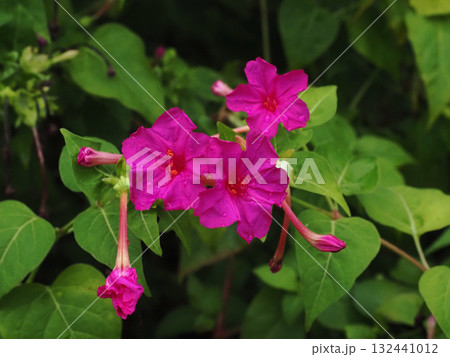 雨上がりの三輪の赤いオシロイバナの花のクローズアップ 雨上がりの三輪の赤いオシロイバナの花のクローズアップ 132441012