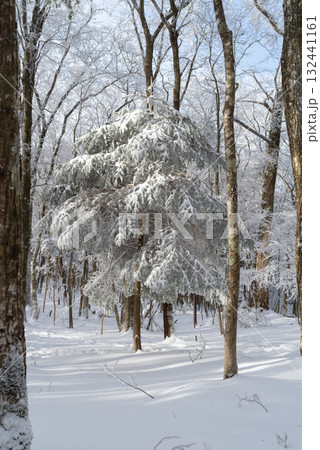 美しい霧氷の森 美しい霧氷の森 132441161