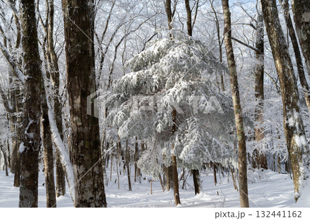 美しい霧氷の森 美しい霧氷の森 132441162