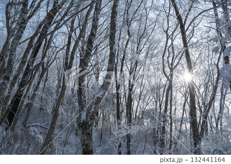 美しい霧氷の森 132441164