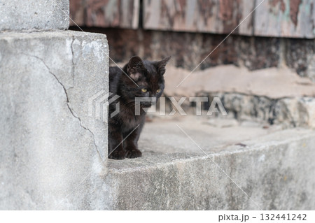 物陰から見つめる可愛い子猫 物陰から見つめる可愛い子猫 132441242