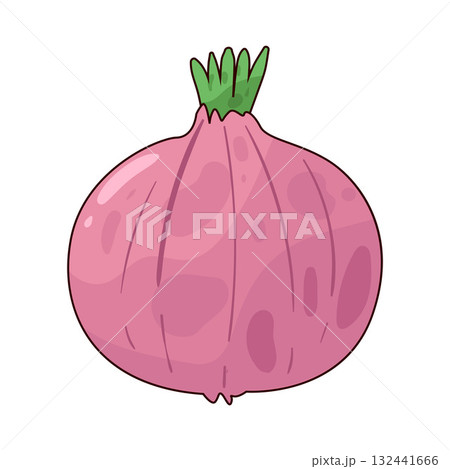 illustration of shallot illustration of shallot 132441666