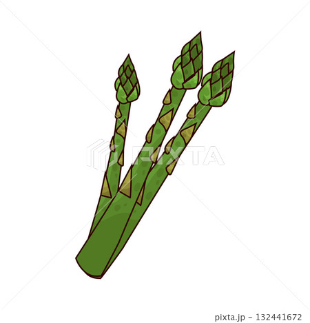 illustration of Asparagus 132441672