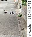 近所のねこの親子 132441751