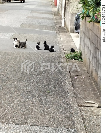 近所のねこの親子 近所のねこの親子 132441751