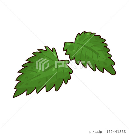 illustration of Nettle 132441888