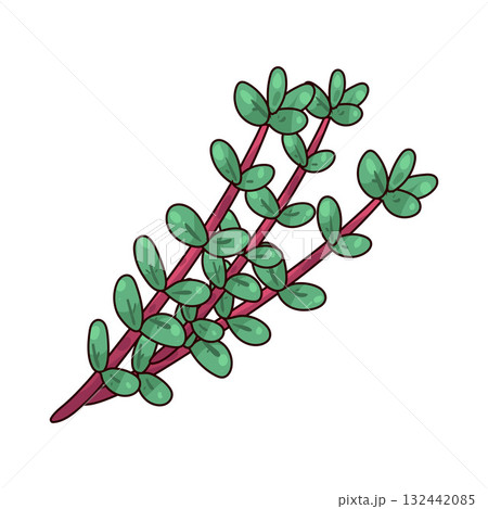 illustration of Thyme illustration of Thyme 132442085