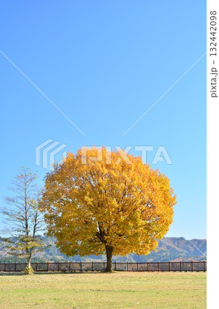 紅葉の新潟県小千谷市小千谷市山本山高原風景 紅葉の新潟県小千谷市小千谷市山本山高原風景 132442098