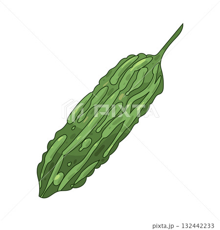 illustration of Bitter Melon 132442233