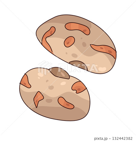illustration of Pinto Bean 132442382