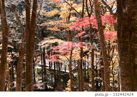 紅葉　風景 132442424