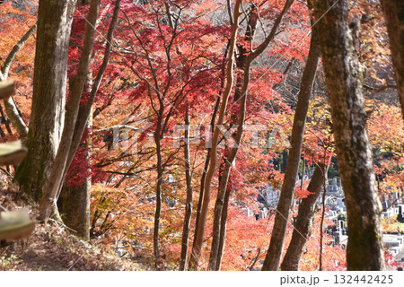 紅葉　風景 132442425