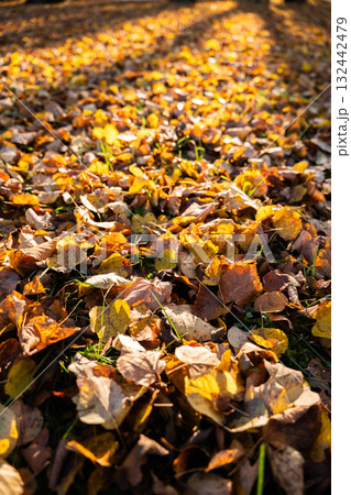 Colorful autumn leaves covering ground in a sunlit forest landscape 132442479